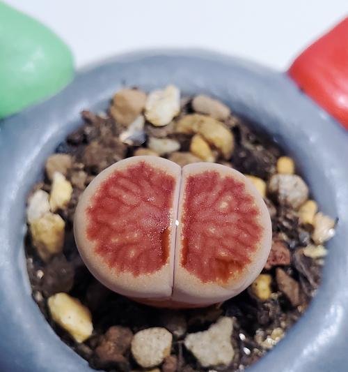 生石花品种怎么挑选？不同生石花品种的特点是什么？