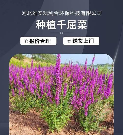 千屈菜品种有哪些？千屈菜的养护方法是什么？