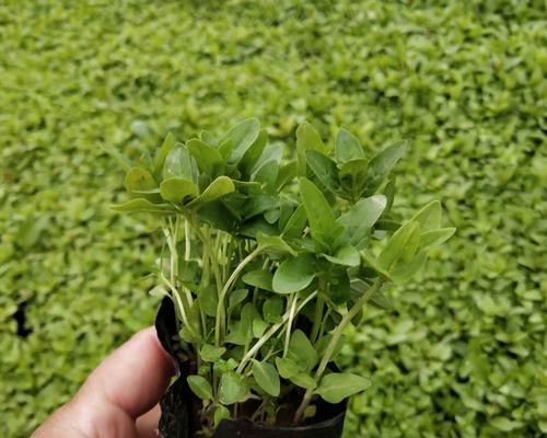 千屈菜品种有哪些？千屈菜的养护方法是什么？