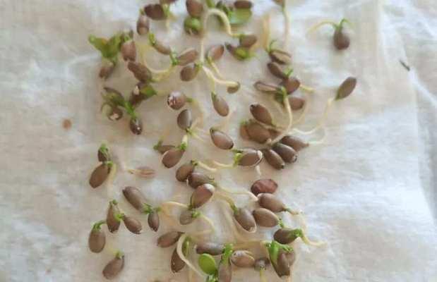橘子种子的种植步骤是什么？