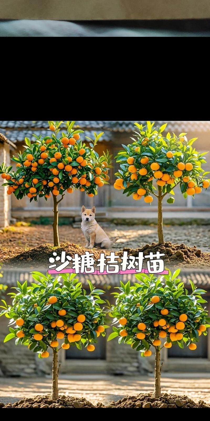 橘子种子的种植步骤是什么？