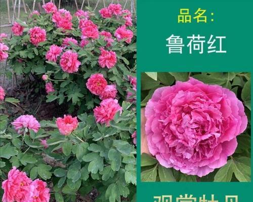 牡丹有哪些大花品种？如何挑选？