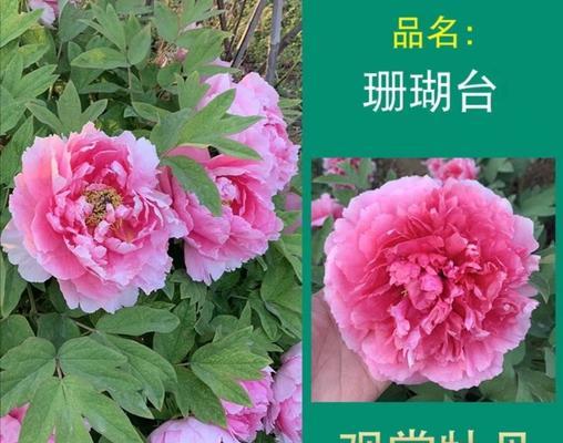 牡丹有哪些大花品种？如何挑选？