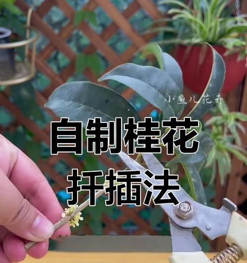 桂花什么时候插枝？桂花插枝的最佳时间和方法是什么？