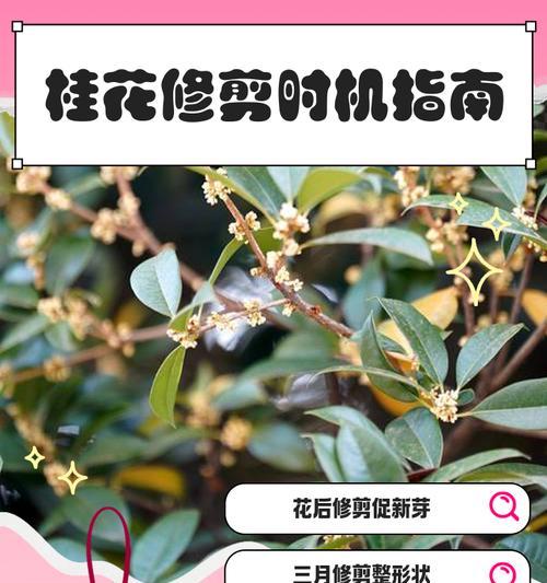 桂花什么时候插枝？桂花插枝的最佳时间和方法是什么？