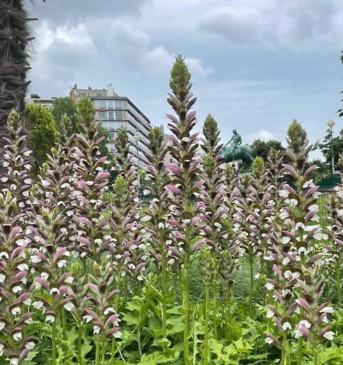 菹草种植方法有哪些？步骤和要点是什么？