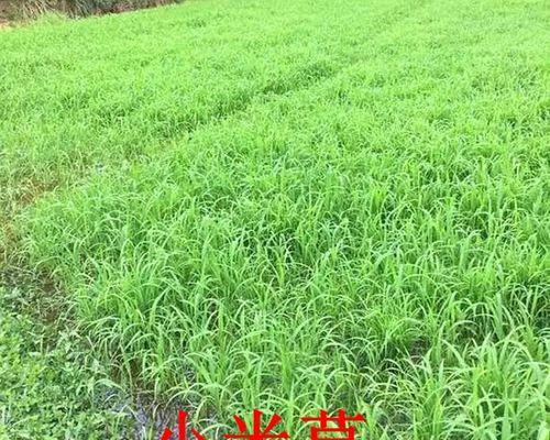 菹草种植方法有哪些？步骤和要点是什么？