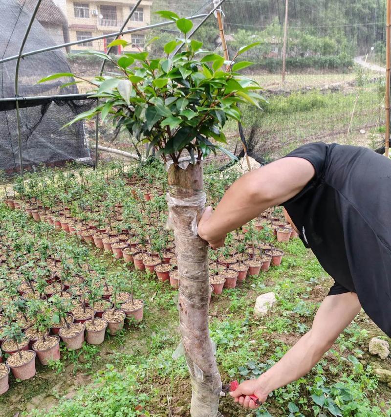什么树都可以嫁接吗？嫁接植物的基本条件和技巧是什么？