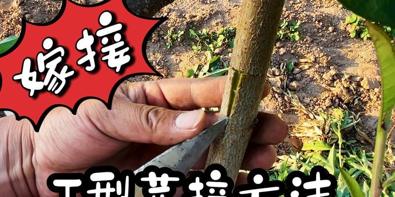 什么树都可以嫁接吗？嫁接植物的基本条件和技巧是什么？