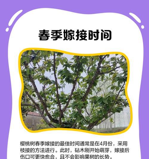 什么树都可以嫁接吗？嫁接植物的基本条件和技巧是什么？