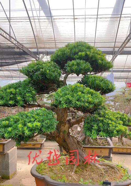 小盆景罗汉松的养护要点是什么？