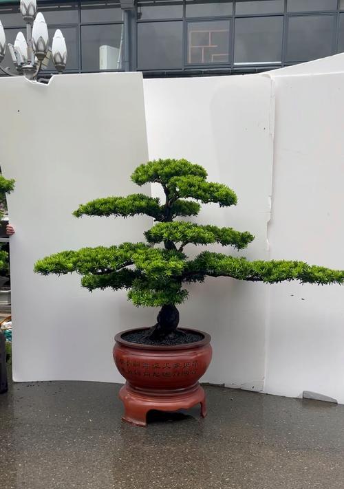 小盆景罗汉松的养护要点是什么？