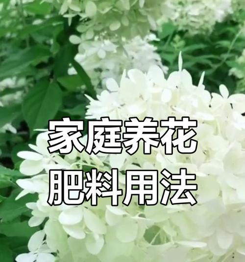养花用什么肥最有效？不同花卉的施肥指南是什么？