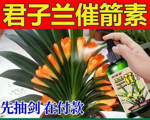 君子兰开花后箭如何处理？有哪些方法？