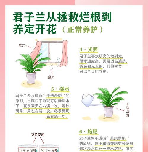 君子兰开花后箭如何处理？有哪些方法？