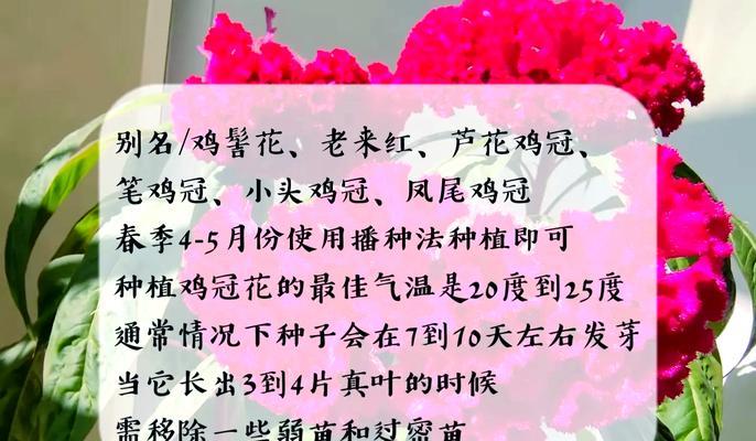 鸡冠花的种植季节和时间是什么？
