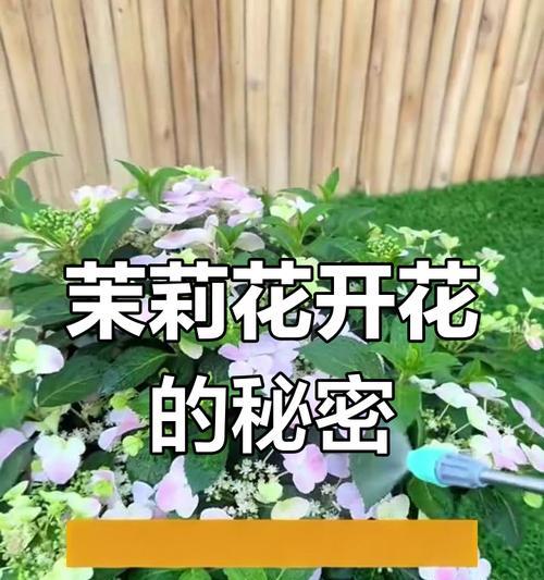 茉莉切花的养护和延长花期的方法是什么？