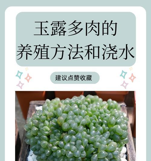 冰灯玉露种植的正确方法是什么？