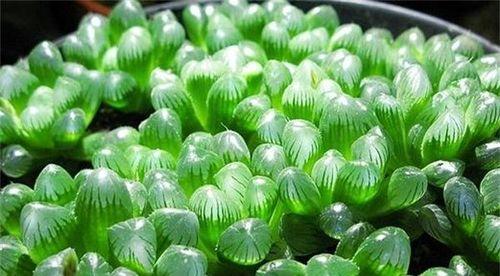 冰灯玉露种植的正确方法是什么？