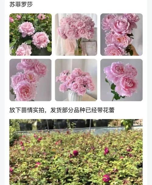 月季有哪些品种？不同月季品种的花色和形态特征是什么？