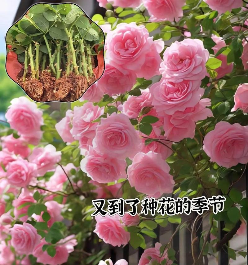 月季有哪些品种？不同月季品种的花色和形态特征是什么？