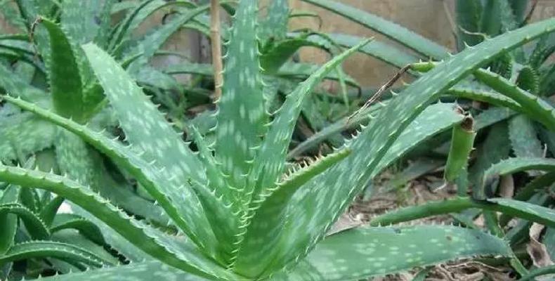 芦荟是什么植物？它有哪些神奇的功效？