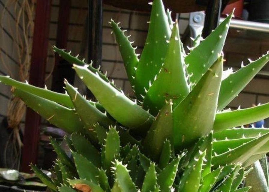 芦荟是什么植物？它有哪些神奇的功效？
