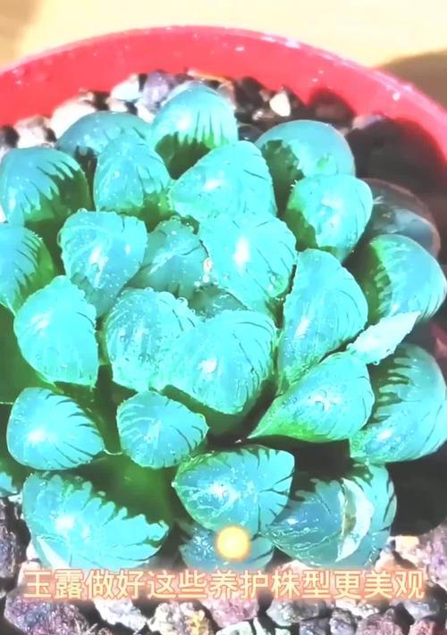 玉露品种有哪些？玉露品种的养护技巧是什么？