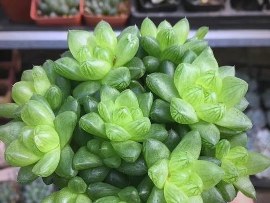玉露品种有哪些？玉露品种的养护技巧是什么？