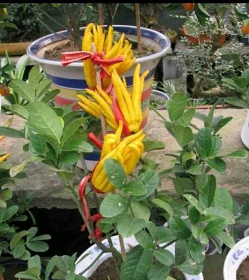 佛手种植技巧有哪些？怎样才能种出健康的佛手？
