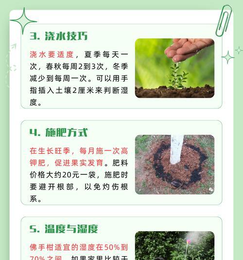 佛手种植技巧有哪些？怎样才能种出健康的佛手？