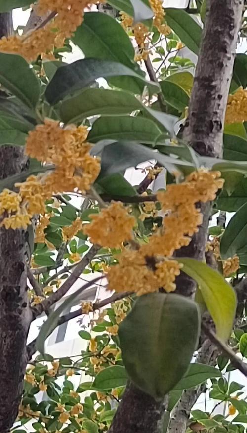 桂花的花语是什么意思？它象征着什么？
