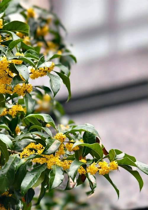 桂花的花语是什么意思？它象征着什么？