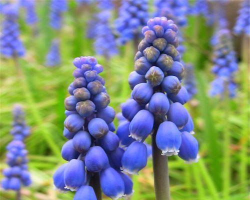 风信子开花后怎么养？风信子养护的后续步骤是什么？