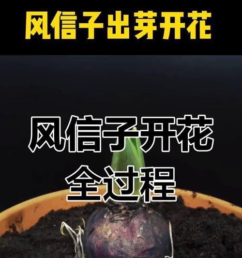 风信子开花后怎么养？风信子养护的后续步骤是什么？