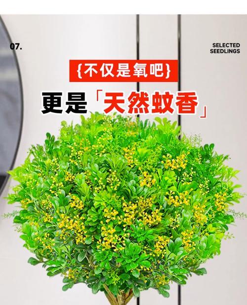米兰有哪些特殊品种？如何挑选最佳米兰品种？