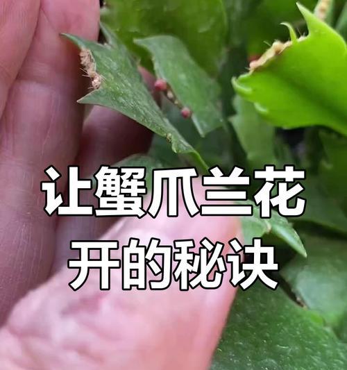 蟹爪兰为什么不开花？如何解决蟹爪兰不开花的问题？