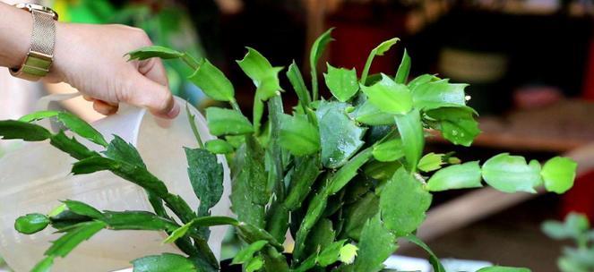 蟹爪兰为什么不开花？如何解决蟹爪兰不开花的问题？