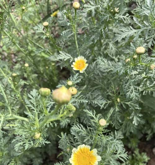 江西地区适宜种植哪些花卉？