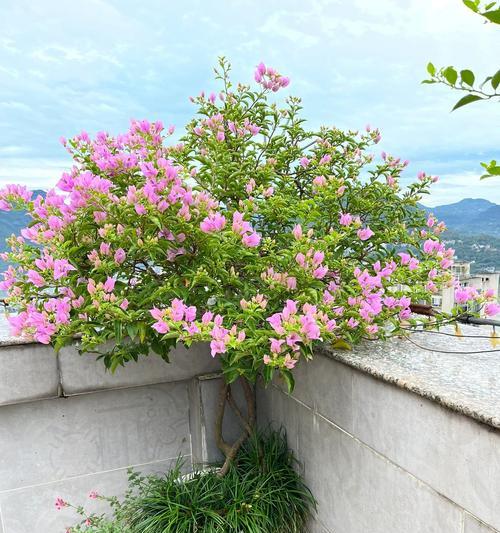 江西地区适宜种植哪些花卉？