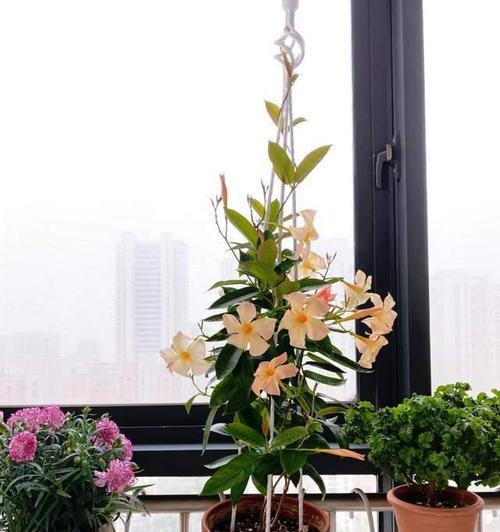 江西地区适宜种植哪些花卉？