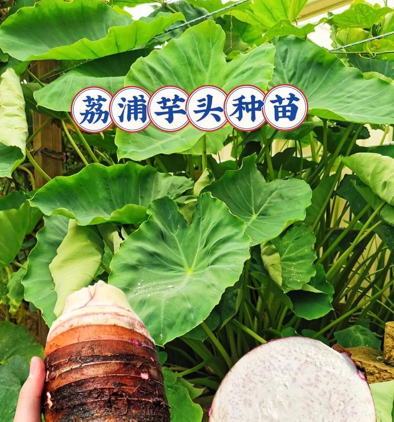 芋头在小盆栽中的种植方法是什么？