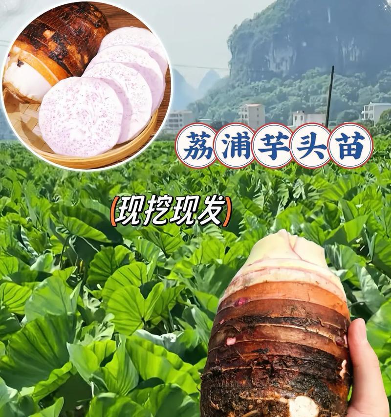 芋头在小盆栽中的种植方法是什么？