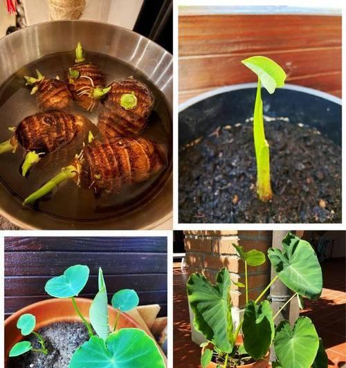 芋头在小盆栽中的种植方法是什么？