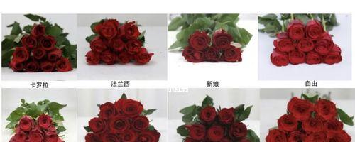 玫瑰品种大全包括哪些？如何挑选？
