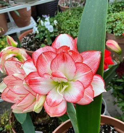 哪些花卉最适合新手？好养的花有哪些特点？