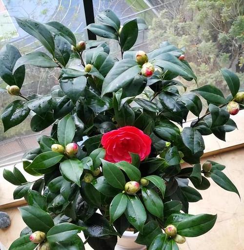 哪些花卉最适合新手？好养的花有哪些特点？