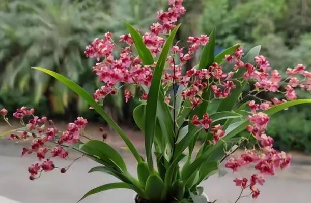 哪些花卉最适合新手？好养的花有哪些特点？