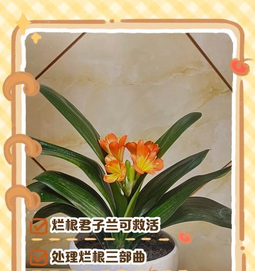 君子兰烂根了怎么办？如何预防和治疗？