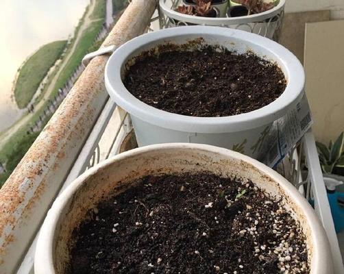 花盆换土的正确步骤是什么？换土后植物如何管理？